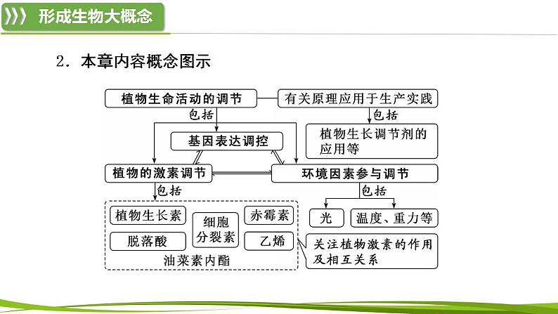 第5章 植物生命活动的调节（复习课件）-2023-2024学年高二生物同步精品课件+分层训练（人教版2019选择性必修1）04