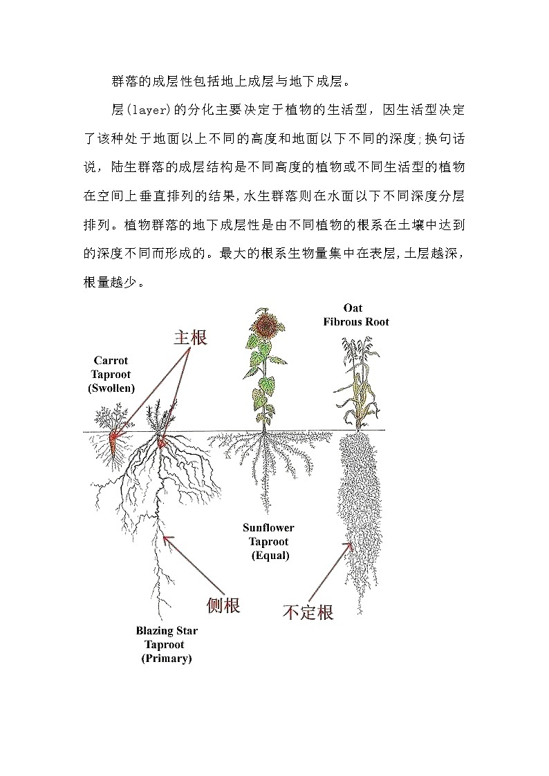 备课素材知识点：地面以下群落的垂直分层  高中生物人教版选择性必修2第2页