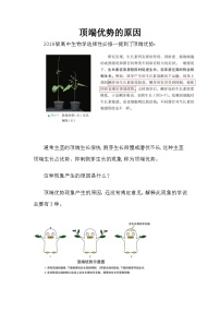 备课素材知识点：顶端优势的原因   高中生物学选择性必修一