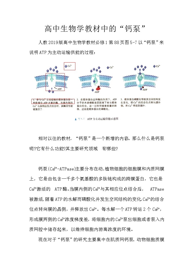 备课素材知识点：高中生物学教材中的“钙泵”  高中生物人教版选择性必修1第1页