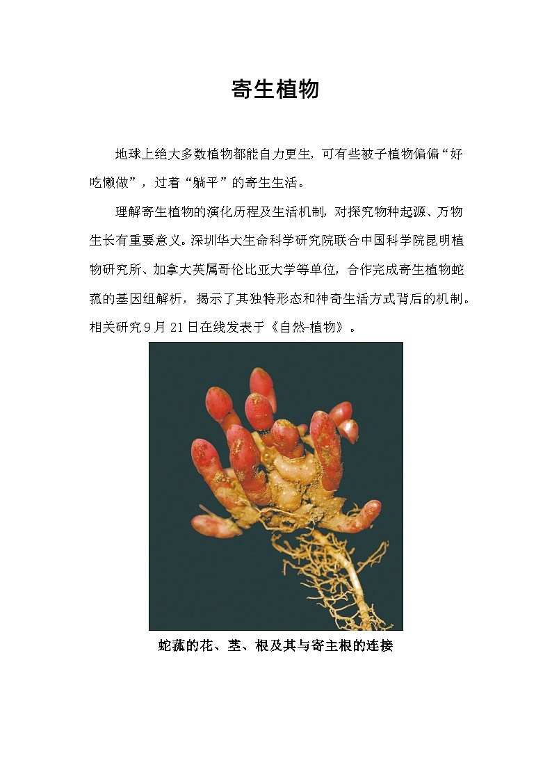 备课素材知识点：寄生植物  高中生物人教版选择性必修201