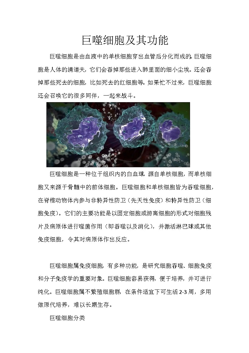 备课素材知识点：巨噬细胞及其功能  高中生物人教版选择性必修1第1页