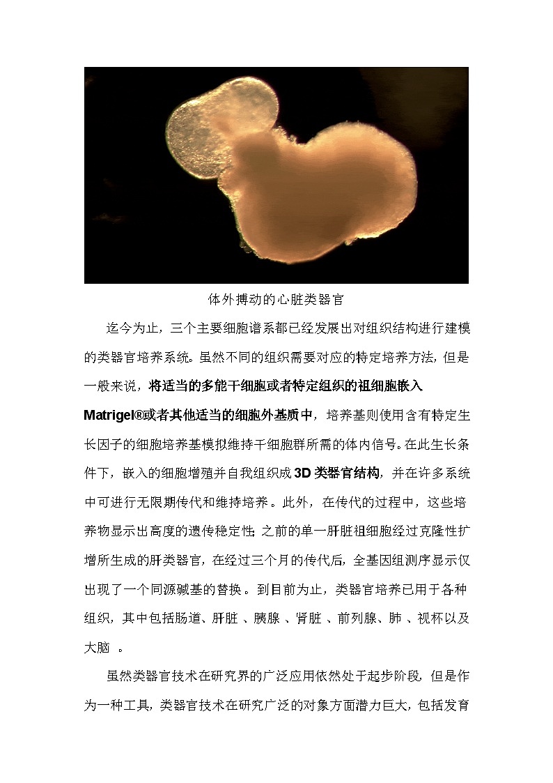 备课素材知识点：类器官技术   高中生物学选择性必修三02