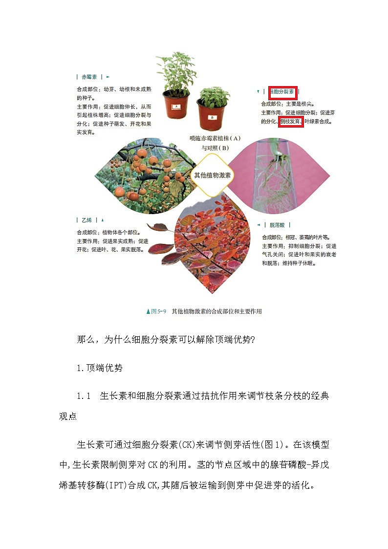 备课素材知识点：细胞分裂素解除植物顶端优势的原理  高中生物人教版选择性必修1第3页