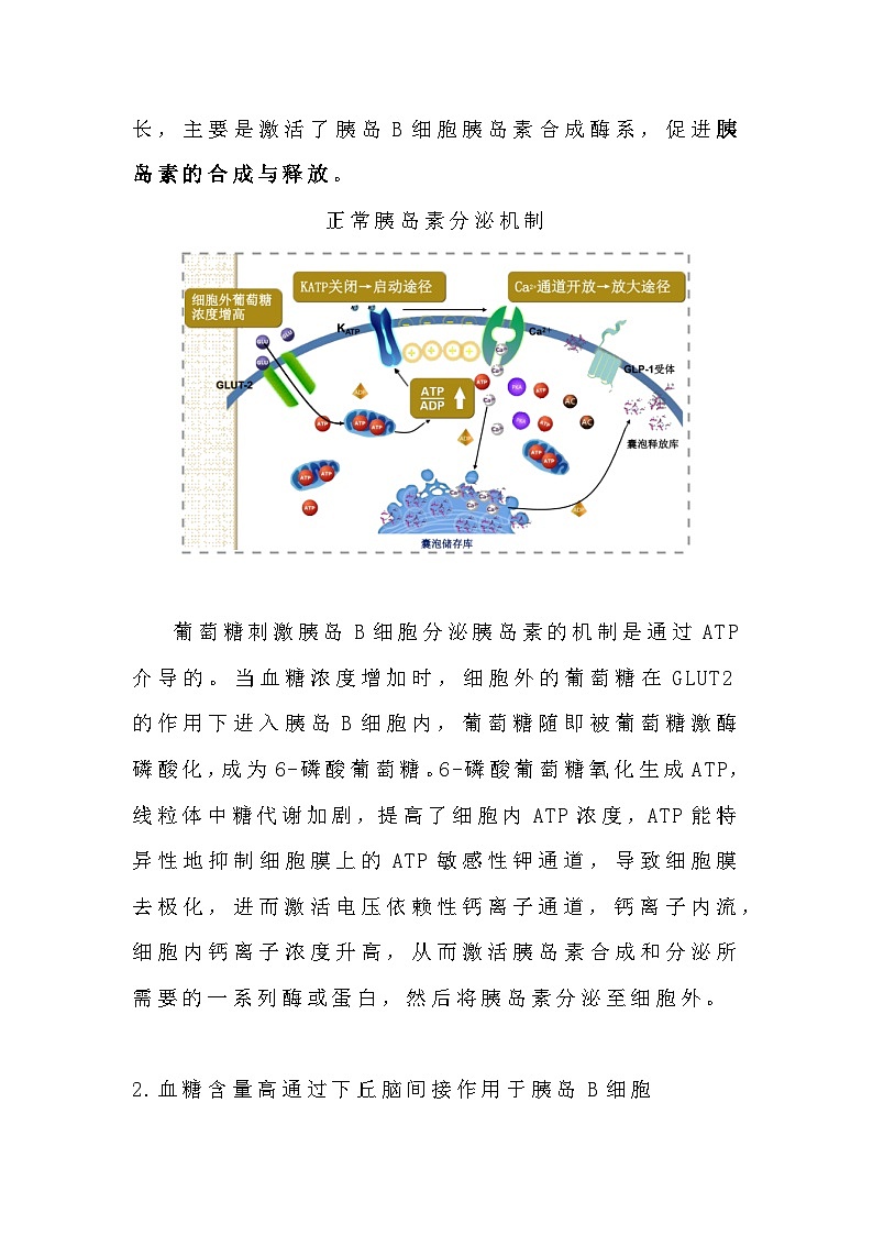备课素材知识点：胰岛素分泌的调节机制  高中生物人教版选择性必修102