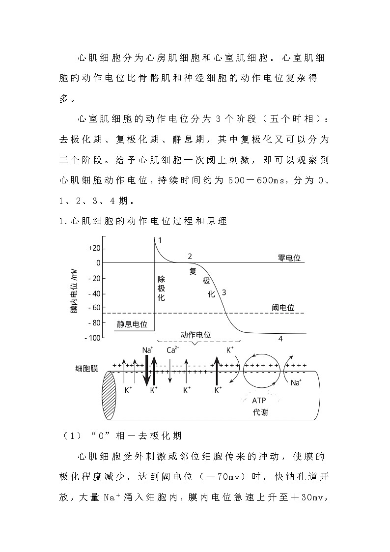 备课素材知识点：心电曲线及影响因素  高中生物人教版选择性必修1第3页