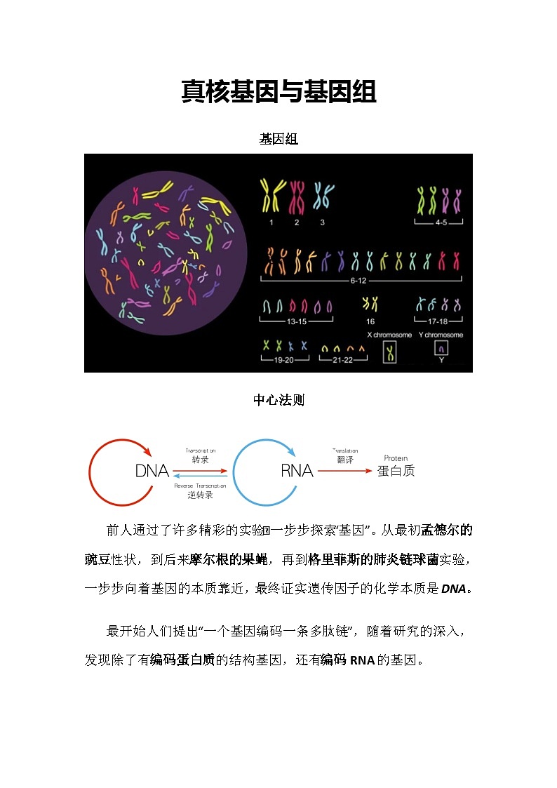 备课素材知识点：真核基因与基因组  高中生物人教版必修2第1页