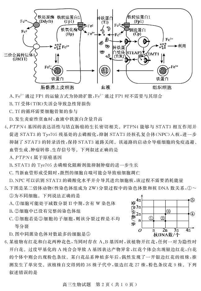 2024聊城高三上学期期末考试生物PDF版含答案02