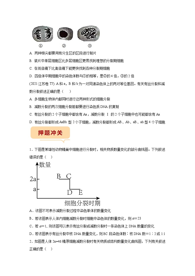 押江苏卷第7题 细胞分裂-备战高考生物临考题号押题（江苏卷）02