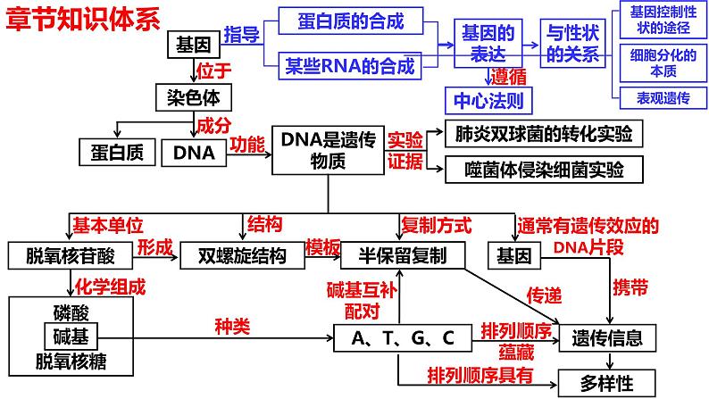 新教材备战高考生物一轮复习全考点精讲课堂  第14讲 DNA的结构、复制与基因的本质（课件）第2页