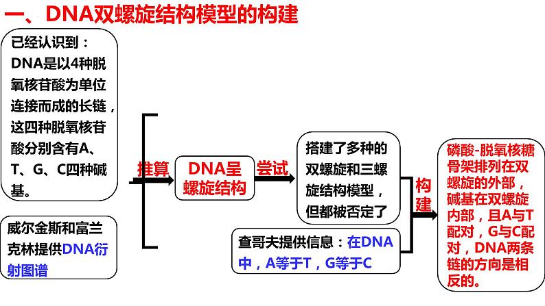 新教材备战高考生物一轮复习全考点精讲课堂  第14讲 DNA的结构、复制与基因的本质（课件）第5页