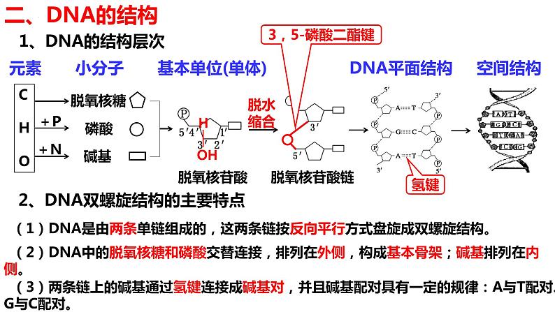 新教材备战高考生物一轮复习全考点精讲课堂  第14讲 DNA的结构、复制与基因的本质（课件）第8页