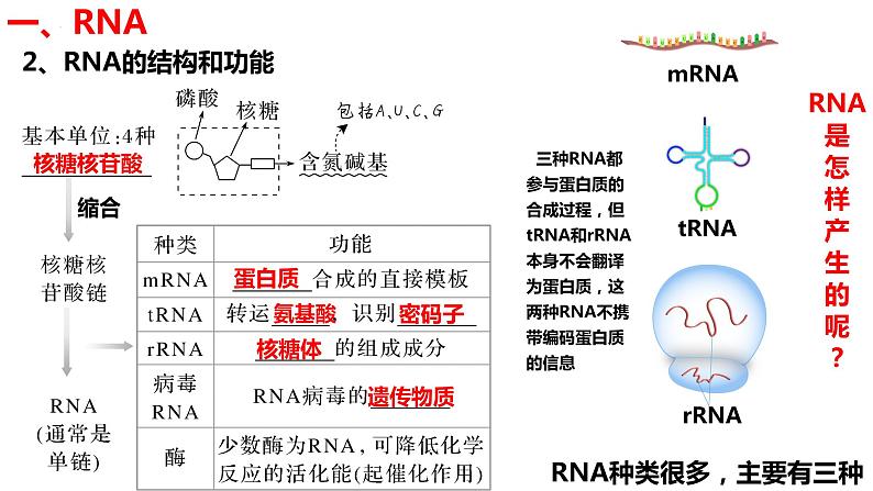 新教材备战高考生物一轮复习全考点精讲课堂  第15讲 基因表达与性状的关系（课件）06