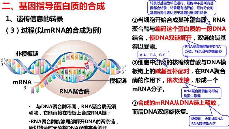 新教材备战高考生物一轮复习全考点精讲课堂  第15讲 基因表达与性状的关系（课件）08