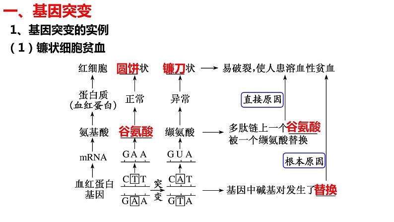 新教材备战高考生物一轮复习全考点精讲课堂  第16讲 基因突变和基因重组（课件）05