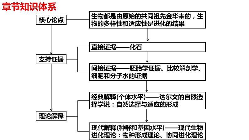 新教材备战高考生物一轮复习全考点精讲课堂  第19讲 生物的进化（课件）第2页