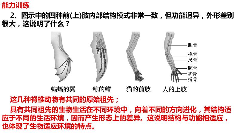 新教材备战高考生物一轮复习全考点精讲课堂  第19讲 生物的进化（课件）第8页