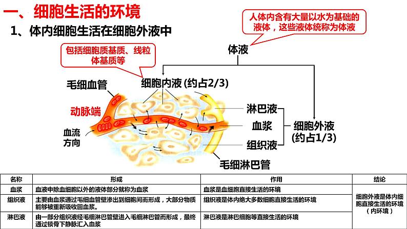 新教材备战高考生物一轮复习全考点精讲课堂  第22讲 人体的内环境及其稳态（课件）第5页