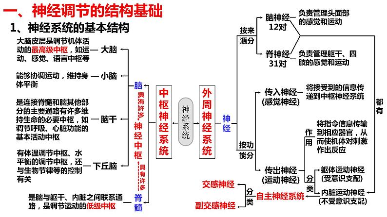 新教材备战高考生物一轮复习全考点精讲课堂  第23讲 神经系统的结构与神经调节的基本方式（课件）第5页