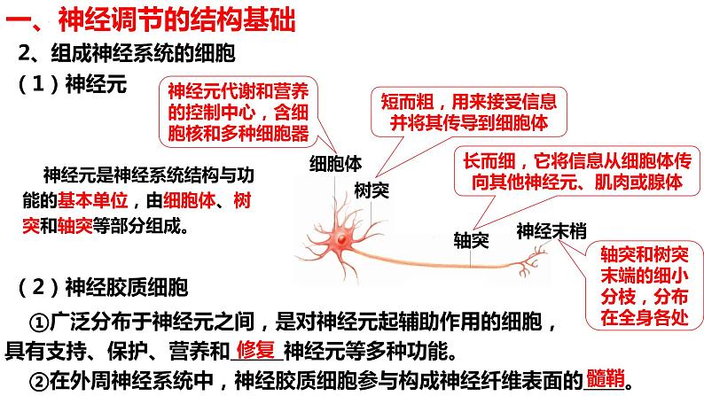 新教材备战高考生物一轮复习全考点精讲课堂  第23讲 神经系统的结构与神经调节的基本方式（课件）第7页