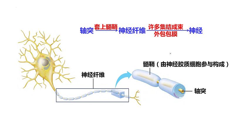 新教材备战高考生物一轮复习全考点精讲课堂  第23讲 神经系统的结构与神经调节的基本方式（课件）第8页