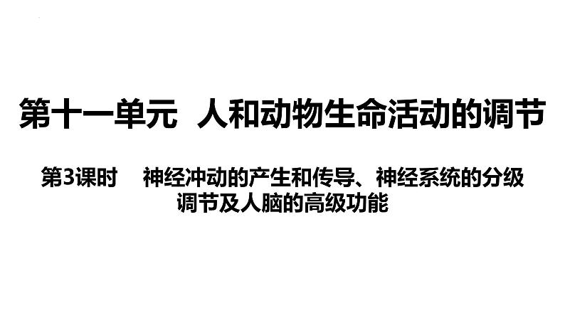 新教材备战高考生物一轮复习全考点精讲课堂  第24讲 神经冲动的产生和传导、神经系统的分级调节及人脑的高级功能（课件）03