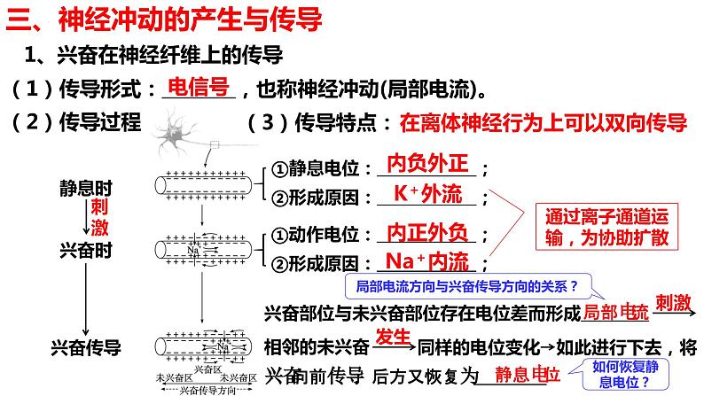 新教材备战高考生物一轮复习全考点精讲课堂  第24讲 神经冲动的产生和传导、神经系统的分级调节及人脑的高级功能（课件）05