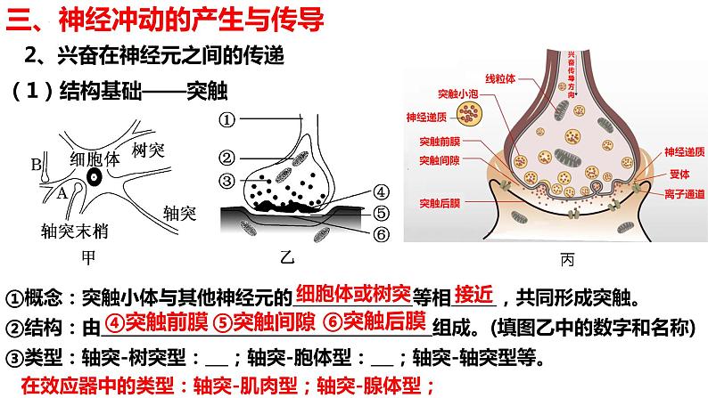 新教材备战高考生物一轮复习全考点精讲课堂  第24讲 神经冲动的产生和传导、神经系统的分级调节及人脑的高级功能（课件）06