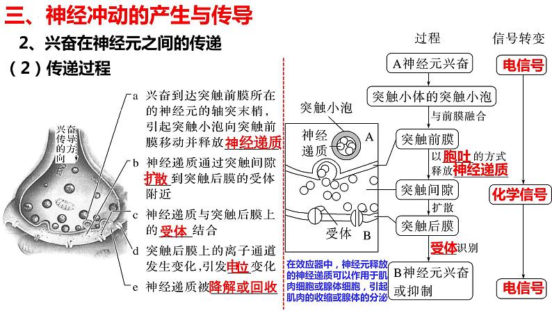 新教材备战高考生物一轮复习全考点精讲课堂  第24讲 神经冲动的产生和传导、神经系统的分级调节及人脑的高级功能（课件）07