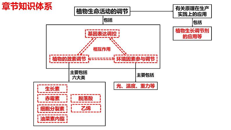 新教材备战高考生物一轮复习全考点精讲课堂  第28讲 生长素的发现及生长素的生理作用（课件）02