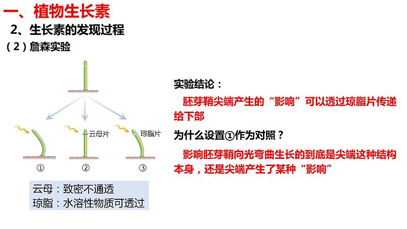 新教材备战高考生物一轮复习全考点精讲课堂  第28讲 生长素的发现及生长素的生理作用（课件）06