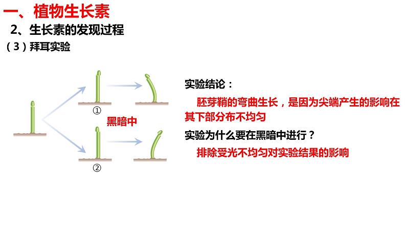 新教材备战高考生物一轮复习全考点精讲课堂  第28讲 生长素的发现及生长素的生理作用（课件）07