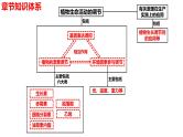 新教材备战高考生物一轮复习全考点精讲课堂  第29讲 其他植物激素、植物生长调节剂的应用及环境因素参与调节植物的生命活动（课件）