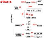 新教材备战高考生物一轮复习全考点精讲课堂  第30讲 种群及其动态（课件）