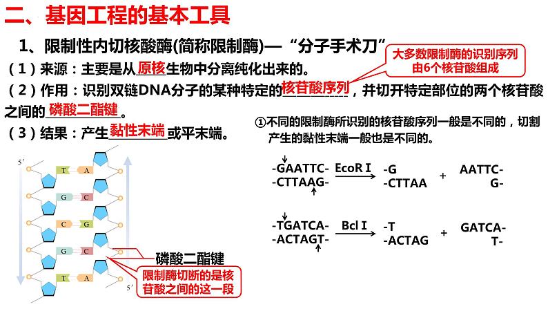 新教材备战高考生物一轮复习全考点精讲课堂  第35讲 基因工程（课件）第7页