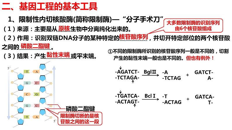 新教材备战高考生物一轮复习全考点精讲课堂  第35讲 基因工程（课件）第8页