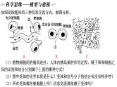 新教材备战高考生物一轮复习全考点精讲课堂  第02讲 细胞的基本结构（课件）