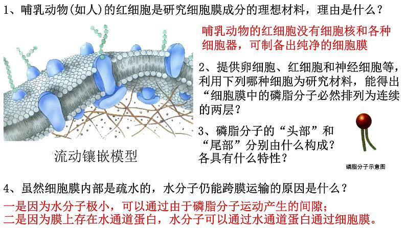 新教材备战高考生物一轮复习全考点精讲课堂  第02讲 细胞的基本结构（课件）第6页