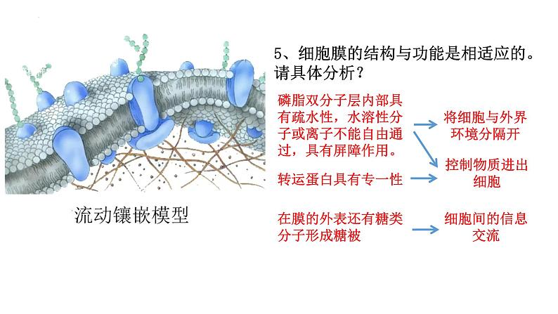 新教材备战高考生物一轮复习全考点精讲课堂  第02讲 细胞的基本结构（课件）第7页