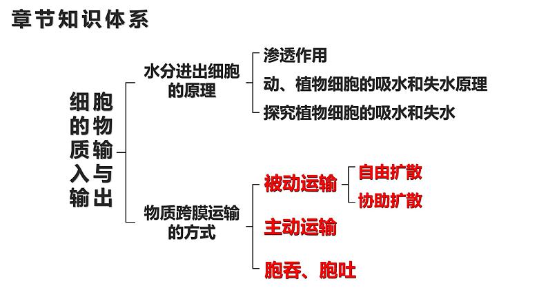 新教材备战高考生物一轮复习全考点精讲课堂  第03讲 细胞的物质输入和输出（课件）02