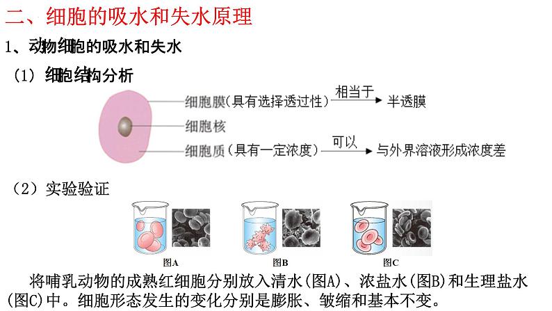 新教材备战高考生物一轮复习全考点精讲课堂  第03讲 细胞的物质输入和输出（课件）07