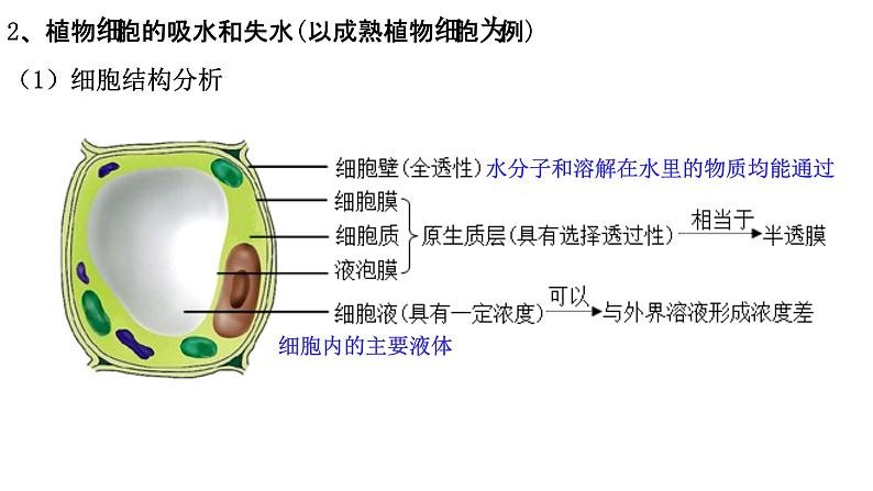 新教材备战高考生物一轮复习全考点精讲课堂  第03讲 细胞的物质输入和输出（课件）08