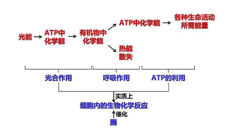 新教材备战高考生物一轮复习全考点精讲课堂  第04讲 细胞的能量供应和利用——酶（课件）第3页