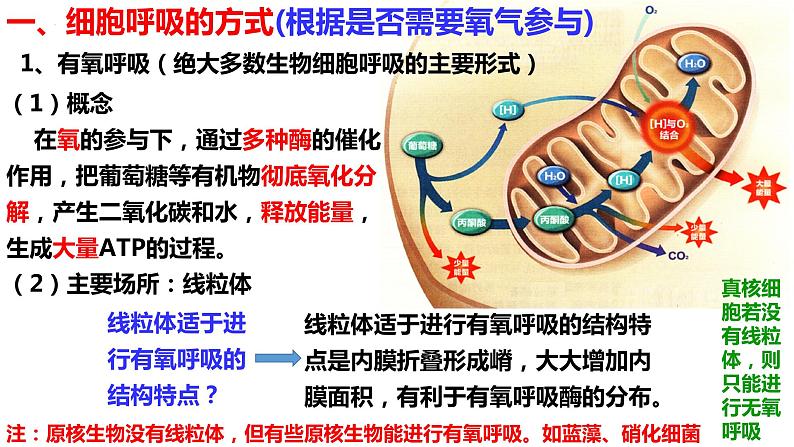 新教材备战高考生物一轮复习全考点精讲课堂  第06讲 细胞呼吸的原理和应用（课件）第6页