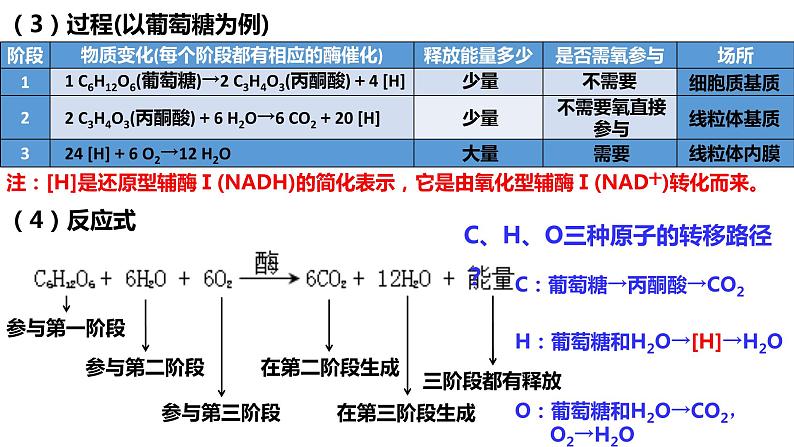 新教材备战高考生物一轮复习全考点精讲课堂  第06讲 细胞呼吸的原理和应用（课件）第7页