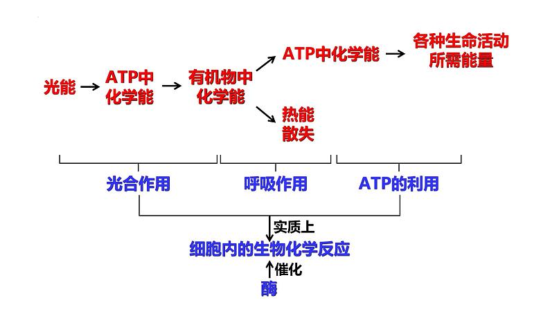 新教材备战高考生物一轮复习全考点精讲课堂  第05讲 细胞的能量供应和利用——ATP（课件）03