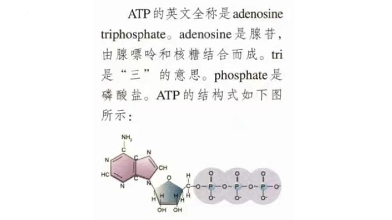 新教材备战高考生物一轮复习全考点精讲课堂  第05讲 细胞的能量供应和利用——ATP（课件）06