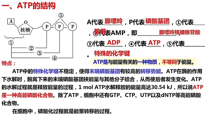 新教材备战高考生物一轮复习全考点精讲课堂  第05讲 细胞的能量供应和利用——ATP（课件）07