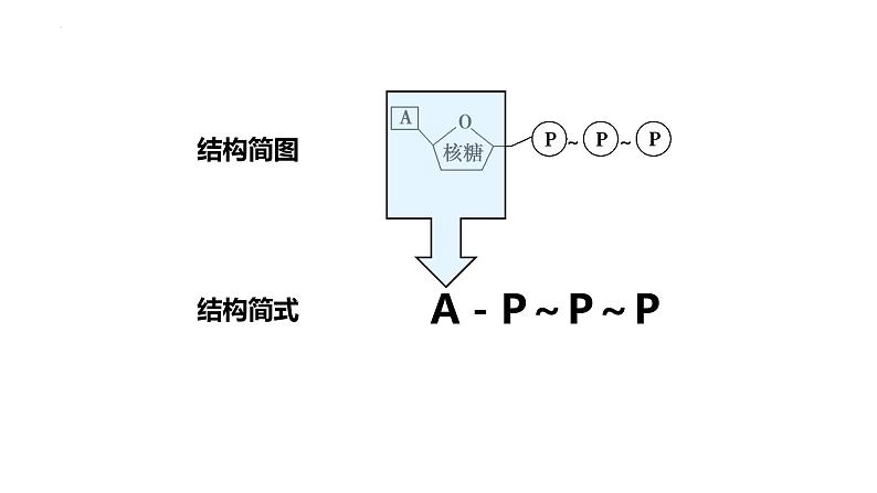 新教材备战高考生物一轮复习全考点精讲课堂  第05讲 细胞的能量供应和利用——ATP（课件）08