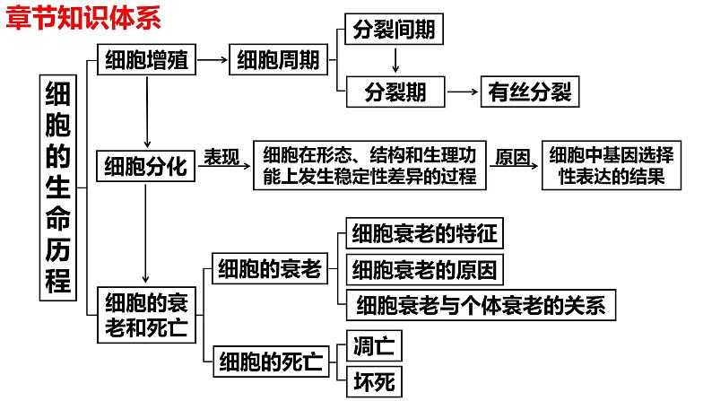 新教材备战高考生物一轮复习全考点精讲课堂  第09讲 细胞分化、衰老和死亡（课件）02